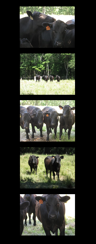 Cow Photos
