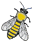 honeybee