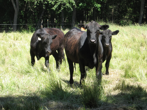 Cows