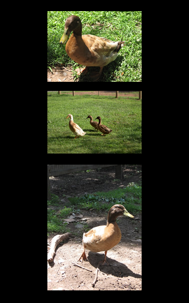 Roosters