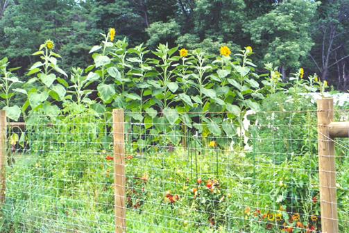 Field