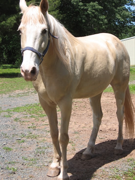 horse