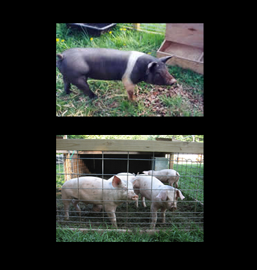 pork