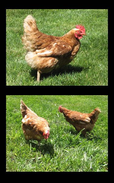 Roosters